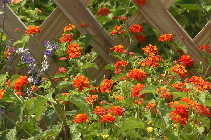 Not too late to add summer color